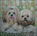 (image for) 2 Lhasas On a Wicker Chair